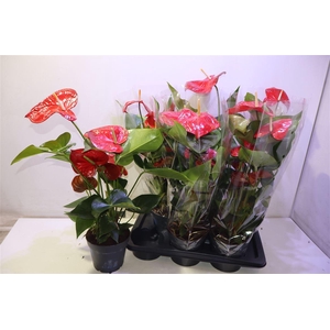 arr8 Anthu An Bambino Red