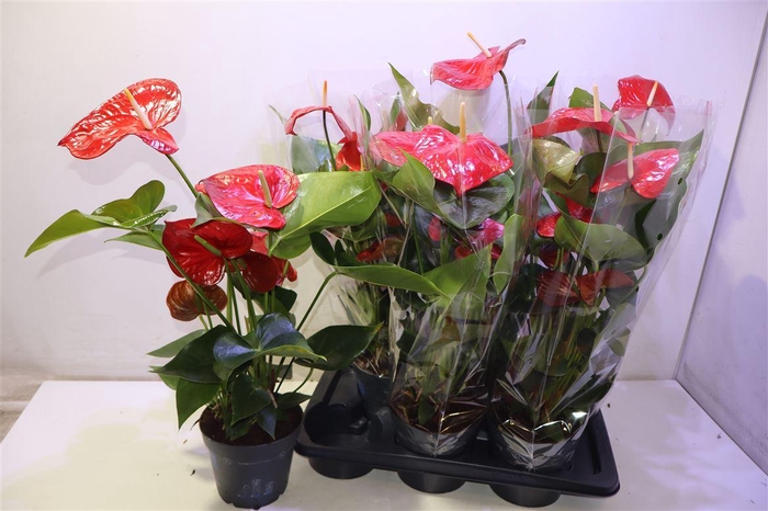 <h4>arr8 Anthu An Bambino Red</h4>