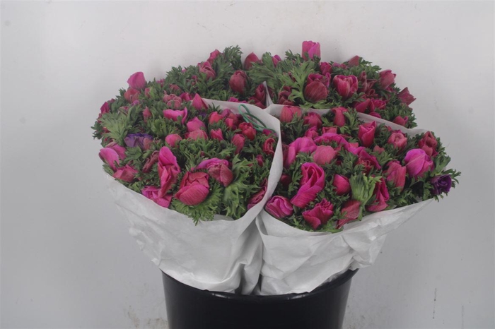 <h4>Anemone Fr. Fuchsia</h4>