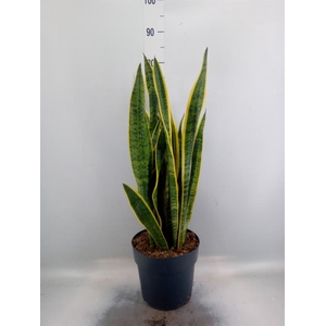 Sansevieria trifa. 'Laurentii'