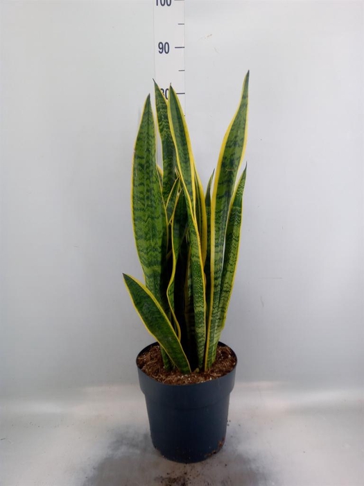 <h4>Sansevieria trifa. 'Laurentii'</h4>