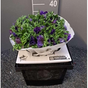 Anem Scirocco Blue Blu