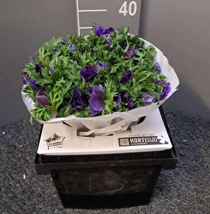 <h4>Anem Scirocco Blue Blu</h4>