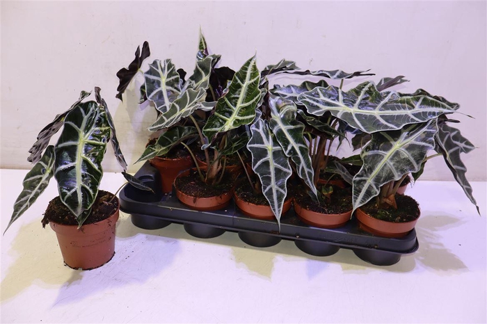 <h4>arr8 Aloc Polly</h4>