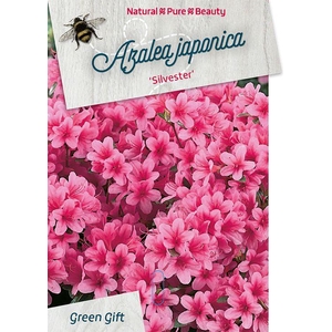 Rhodo. (AJ) 'Silvester' pink