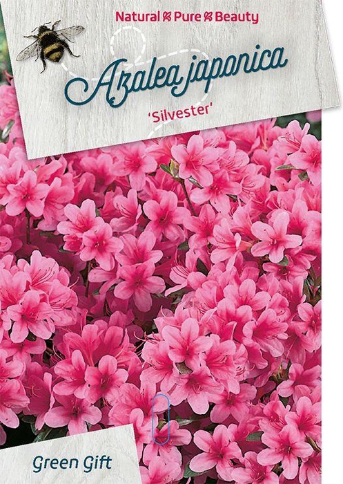 <h4>Rhodo. (AJ) 'Silvester' pink</h4>
