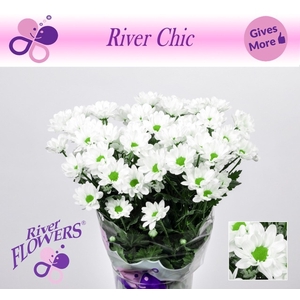 CHR T CHIC