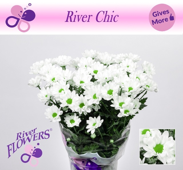 CHR T CHIC