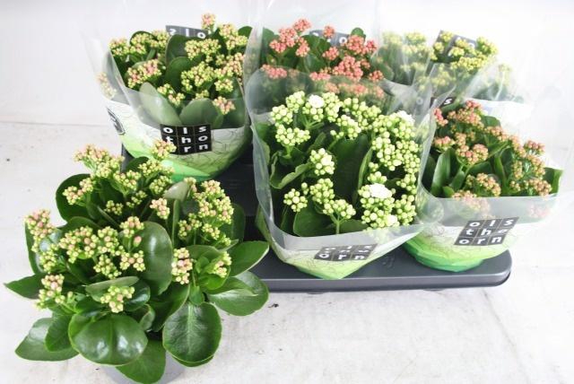 <h4>KAL GE GEM 5 KL</h4>