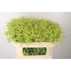 Alchemilla M Robustica