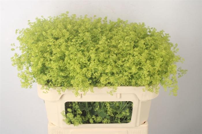 Alchemilla M Robustica
