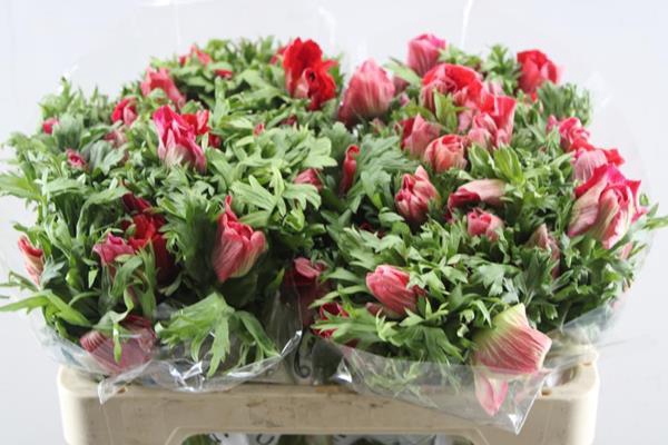 <h4>Anem Co Galil Rood L50</h4>