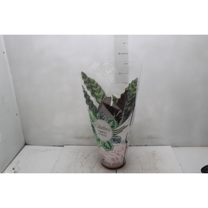 CALATHEA INSIGNIS P17