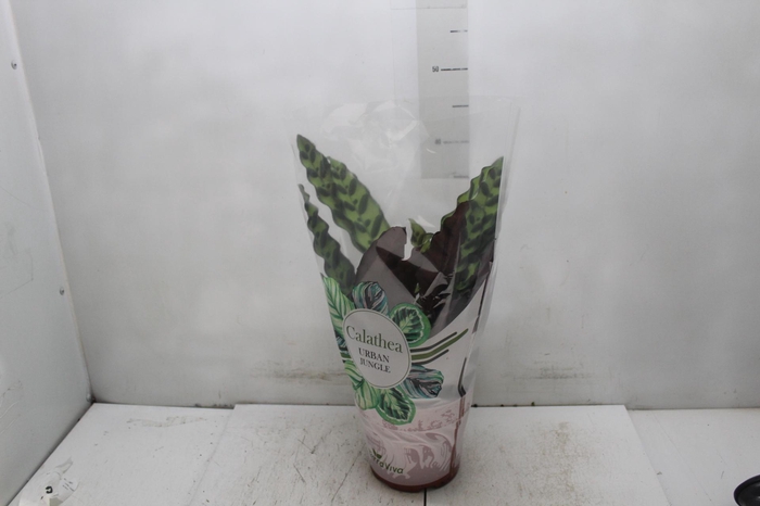 <h4>CALATHEA INSIGNIS P17</h4>