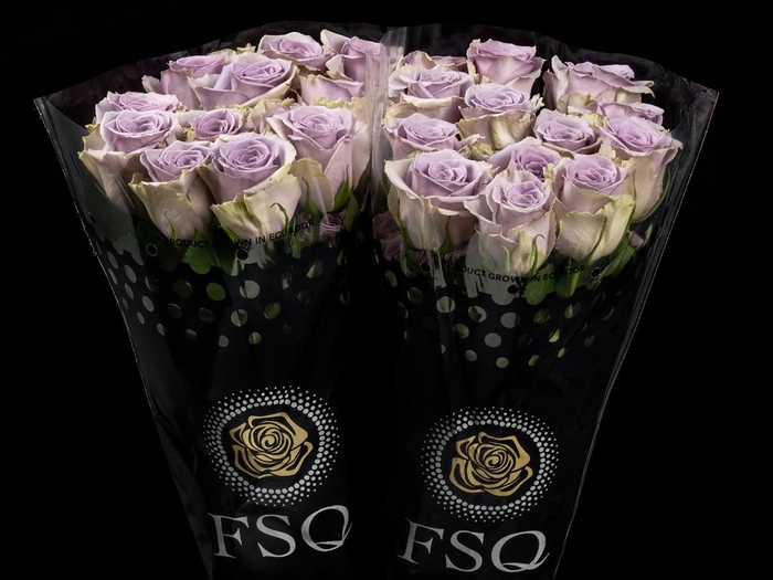 <h4>R GR Shocking Blue</h4>