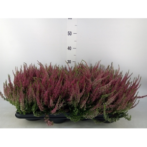 Calluna vulg. 'Garden G Twin'