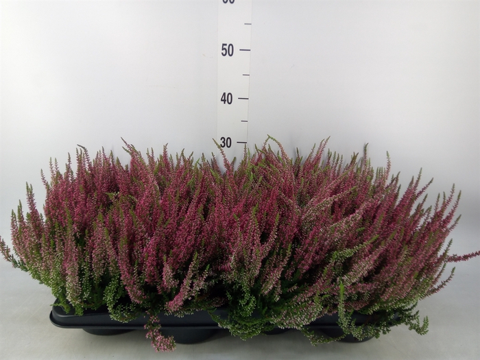 <h4>Calluna vulg. 'Garden G Twin'</h4>