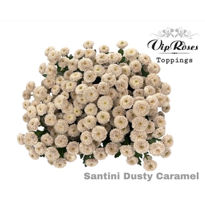 CHR S DUSTY CARAMEL