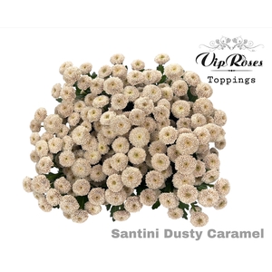 CHR S DUSTY CARAMEL