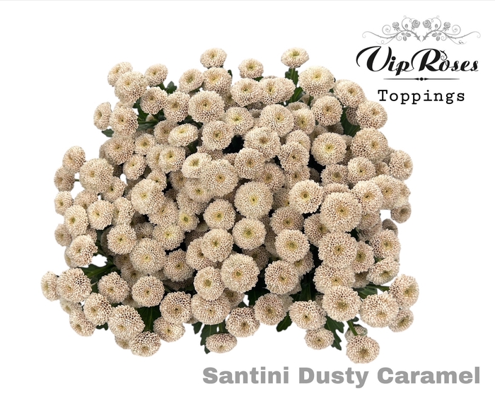CHR S DUSTY CARAMEL