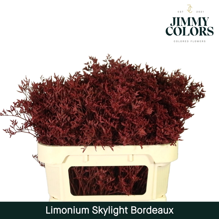 <h4>Limonium Skylight L70 Bordeaux</h4>