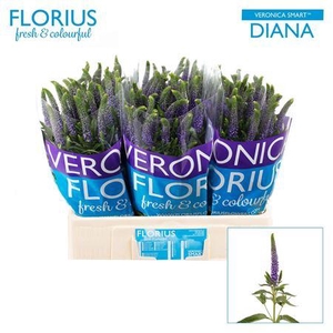 Veron Smart Diana 60cm
