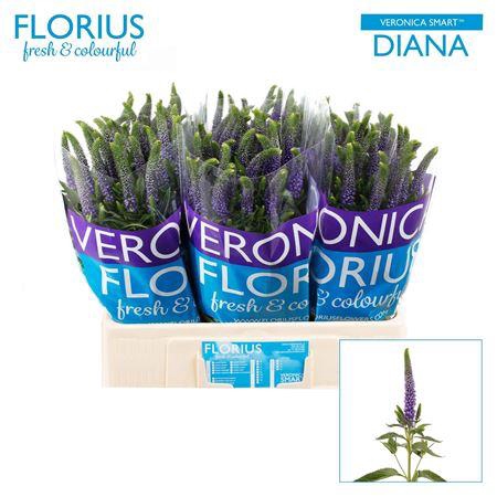 <h4>Veron Smart Diana 60cm</h4>