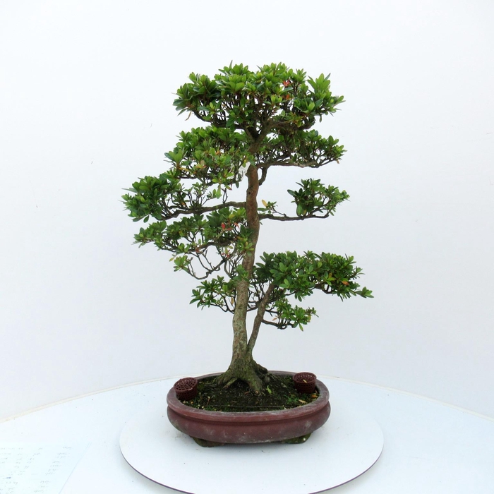 <h4>Rhododendron indicum ( "Zuzu-no-homare"), pot 31 cm. Height 65 cm. (single item)</h4>