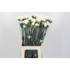 Dianthus St Moonlight
