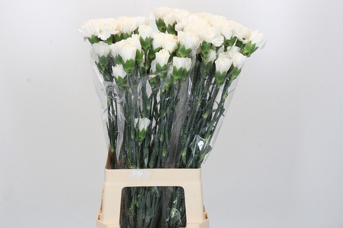 Dianthus St Moonlight