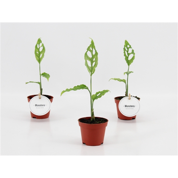 <h4>Monstera Oblique Peru</h4>