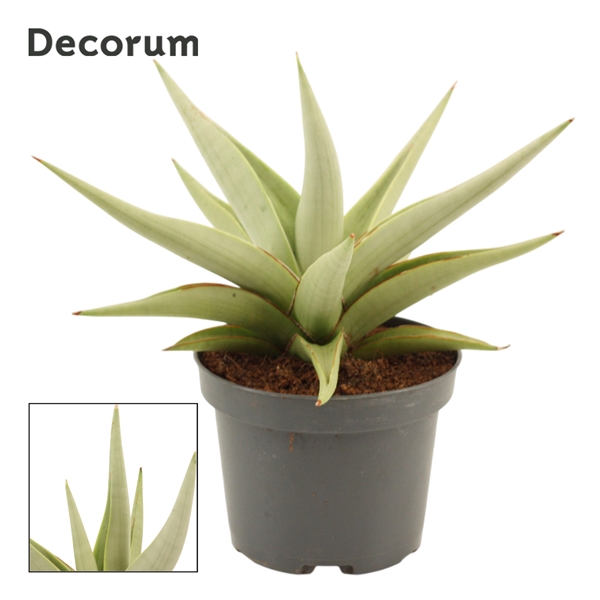 <h4>Sansevieria Chanin Crown 12 cm (Decorum)</h4>