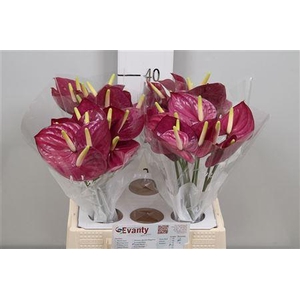Anth A Violet Heart 40 L35