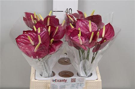<h4>Anth A Violet Heart 40 L35</h4>