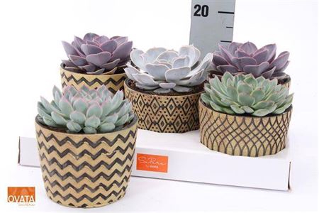 <h4>Echev Gem Ceramic</h4>