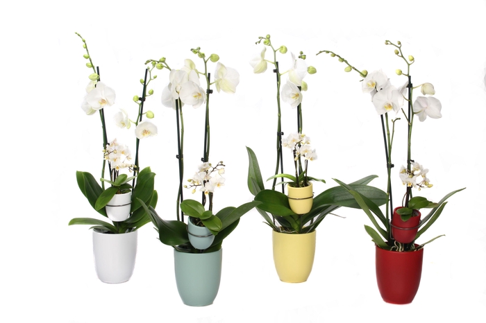 <h4>Hugo Paradise Mix Phal Wit 2T+ Tiny Dolls 2T</h4>