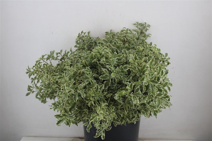 <h4>Pitto Nigra 150gr P Bunch</h4>