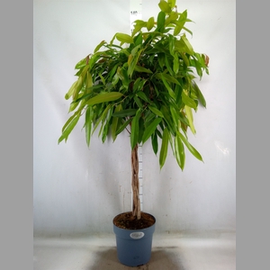 Ficus binn. 'Amstel King'
