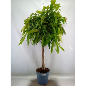 Ficus binn. 'Amstel King'