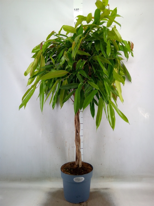 <h4>Ficus binn. 'Amstel King'</h4>