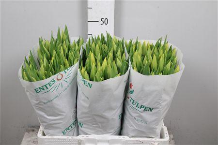 <h4>Tu En Strong Gold</h4>