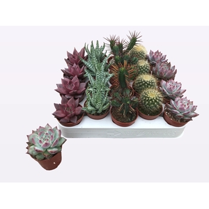 CACTUS + SUCCU GEM
