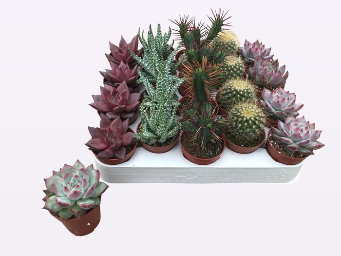 <h4>CACTUS + SUCCU GEM</h4>