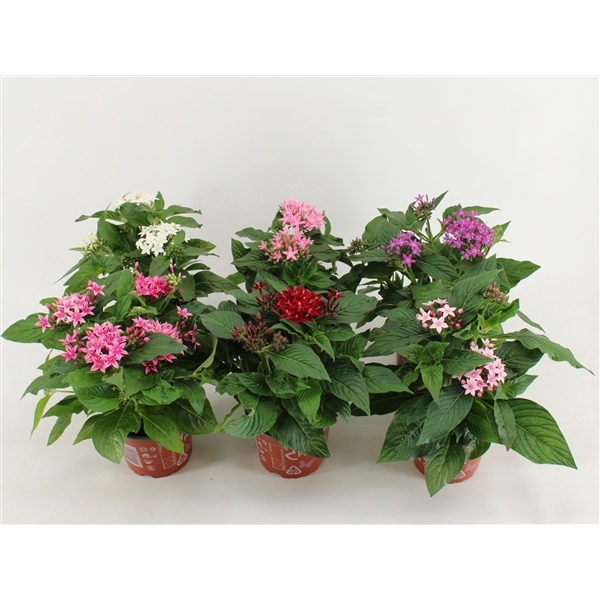 <h4>Pentas Lanceolata Graffiti mix tray</h4>