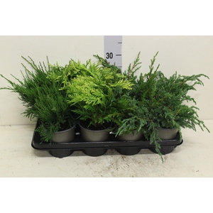 Conifers   ...mix