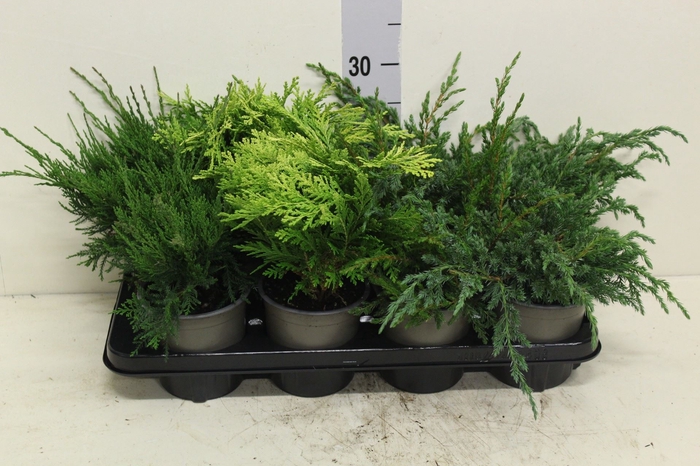 <h4>Conifers   ...mix</h4>