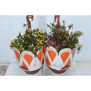 PORTULACA C21