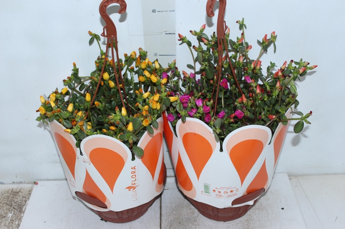 <h4>PORTULACA C21</h4>