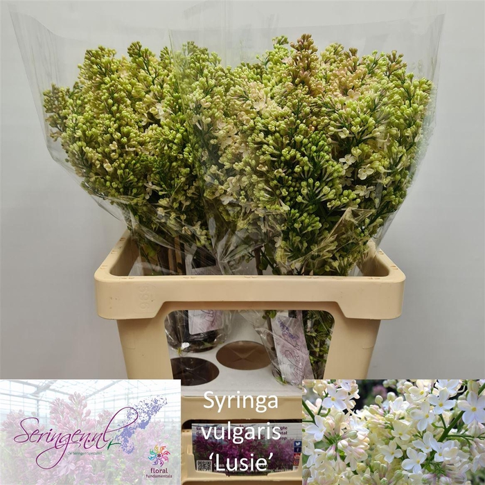 <h4>Syr V Primrose</h4>