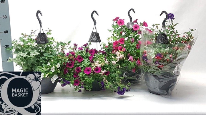 <h4>OVERIGE HANGPLANTEN</h4>